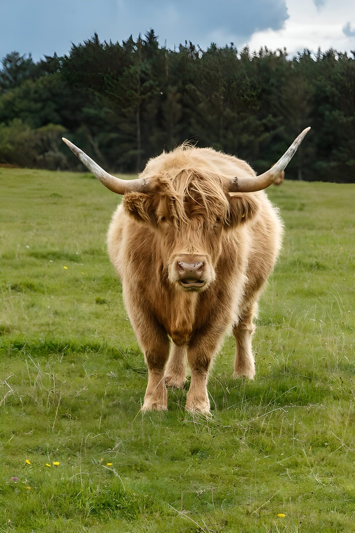 Vaca de las Highlands en el prado