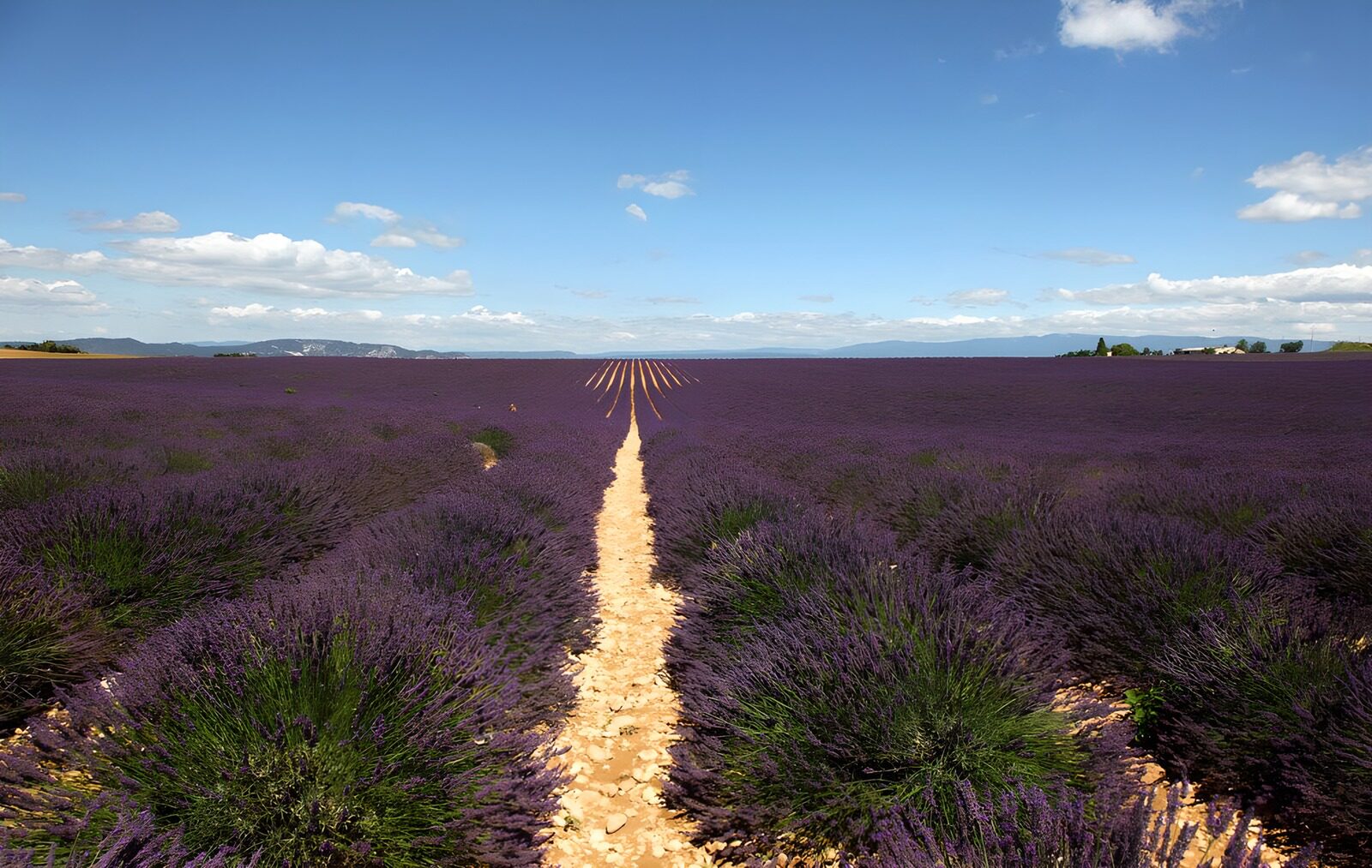 TPES45984: Un mar violeta surcado de tierra