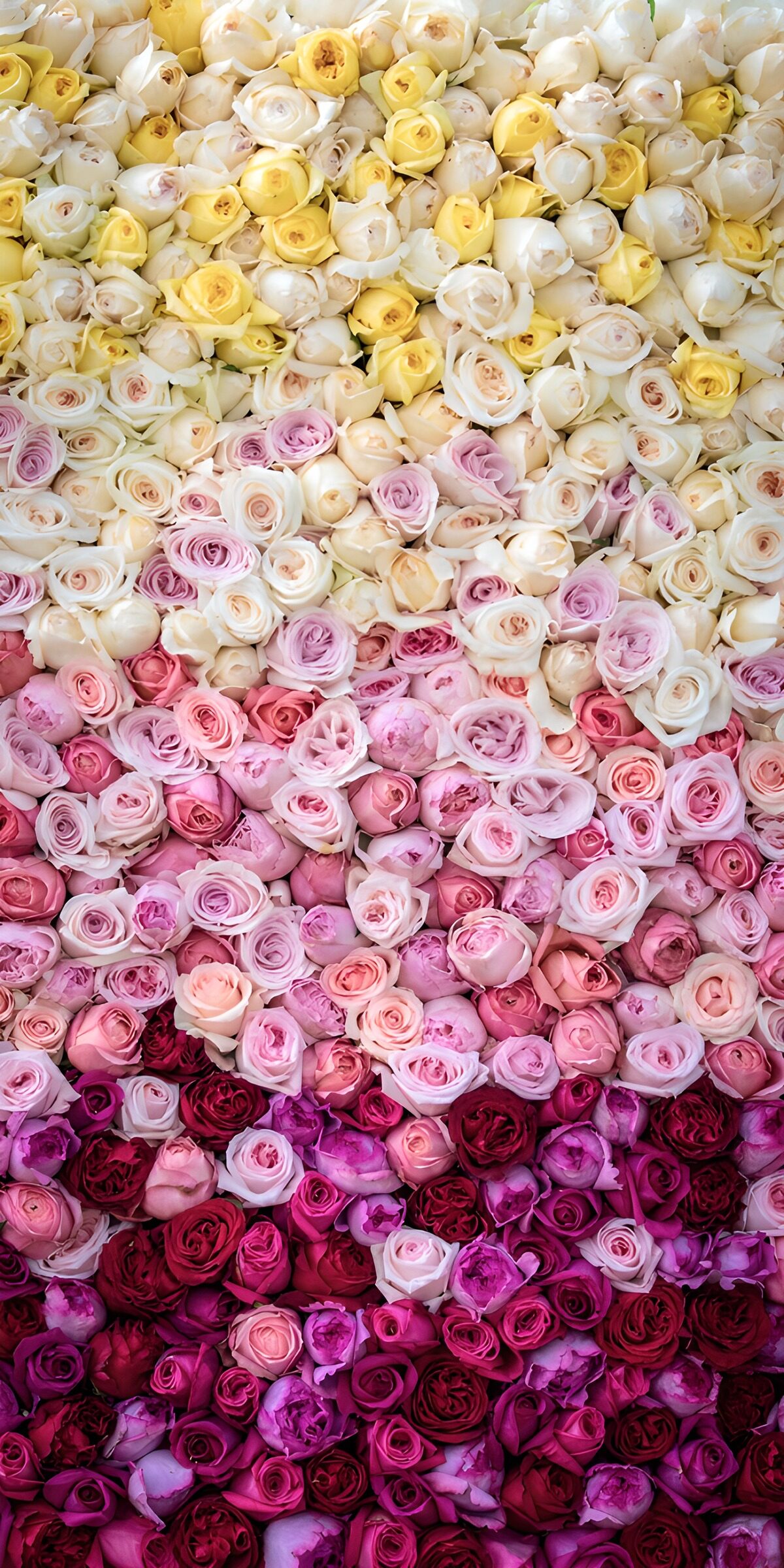 TPES76290: Pared de flores del blanco al fucsia