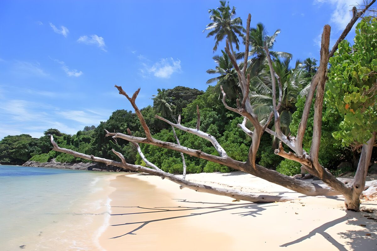 TPES93473: Playa tropical con un árbol sobre la arena