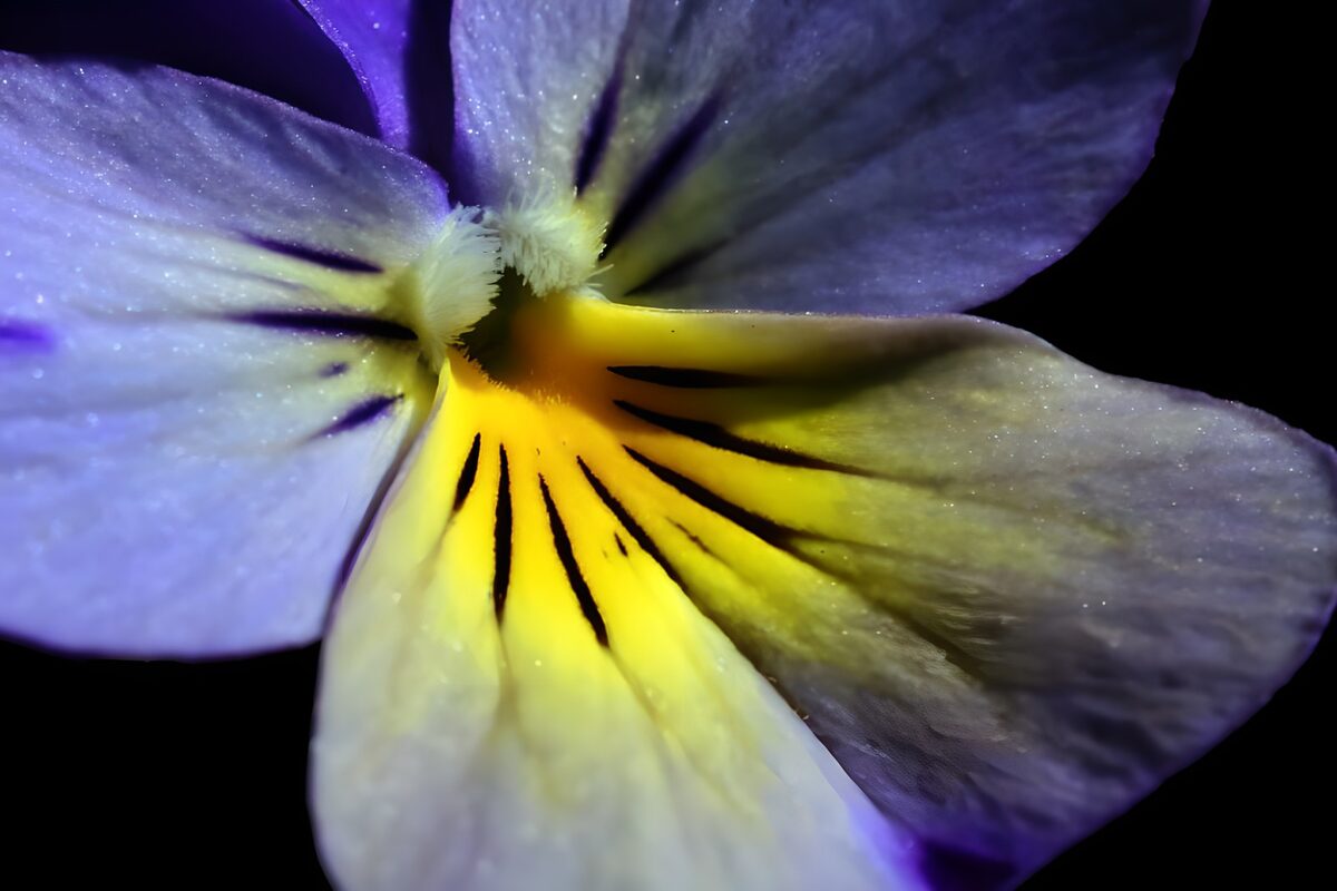 Pensamiento violeta con corazón amarillo