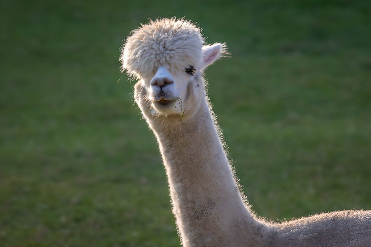 Alpaca blanca a la luz del sol