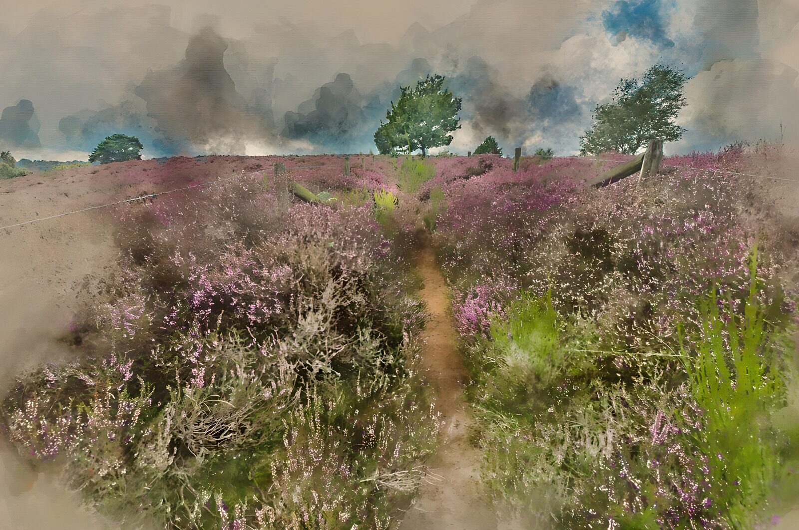 TPES21693: Sendero de arena entre brezos en flor