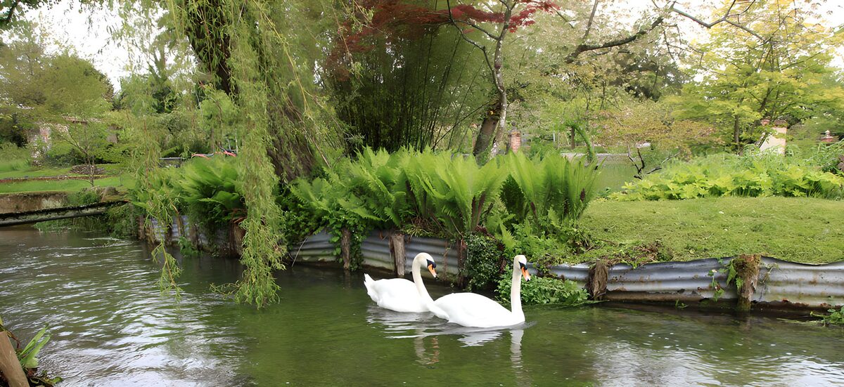 TPES45474: Dos cisnes en un estanque entre helechos