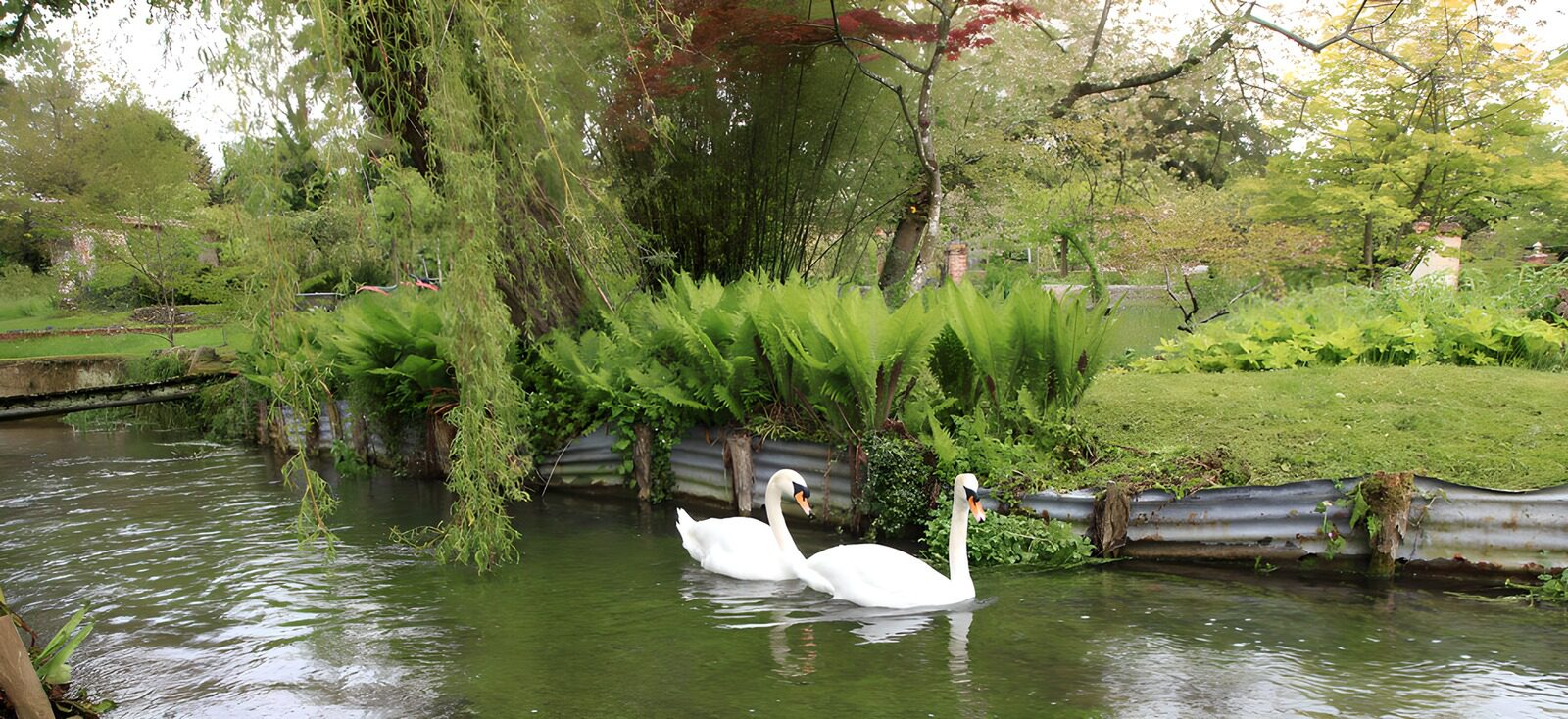 TPES45474: Dos cisnes en un estanque entre helechos