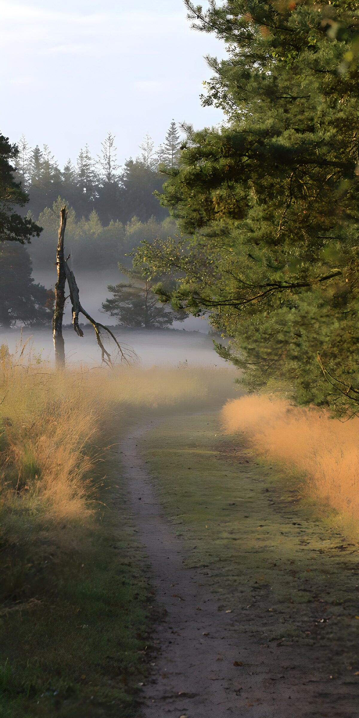 TPES29356: Sendero entre pinos y bruma al amanecer