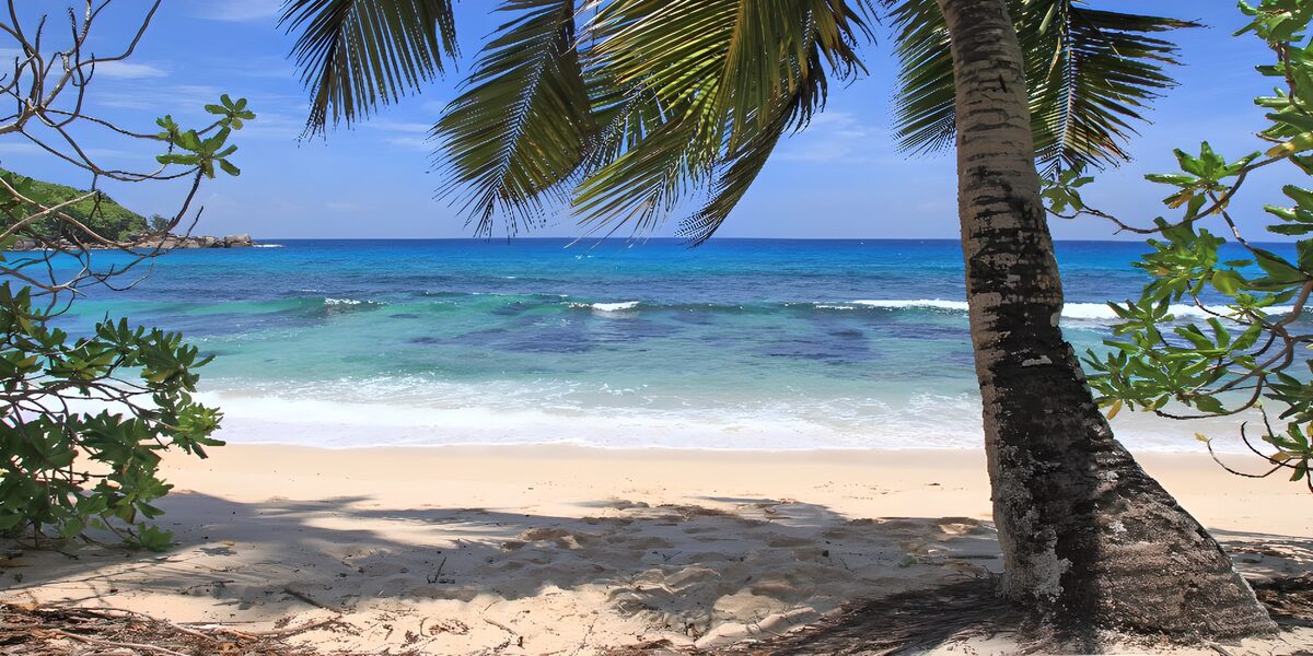 TPES34907: Playa turquesa a la sombra de una palmera