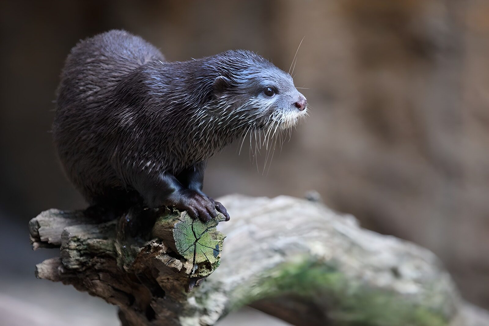 TPES59079: Nutria de perfil sobre un tronco