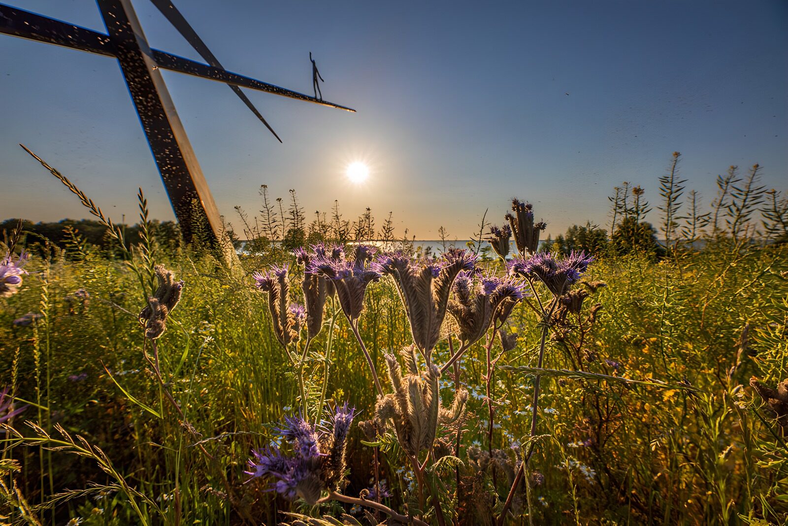 TPES95654: Flores moradas y escultura al atardecer