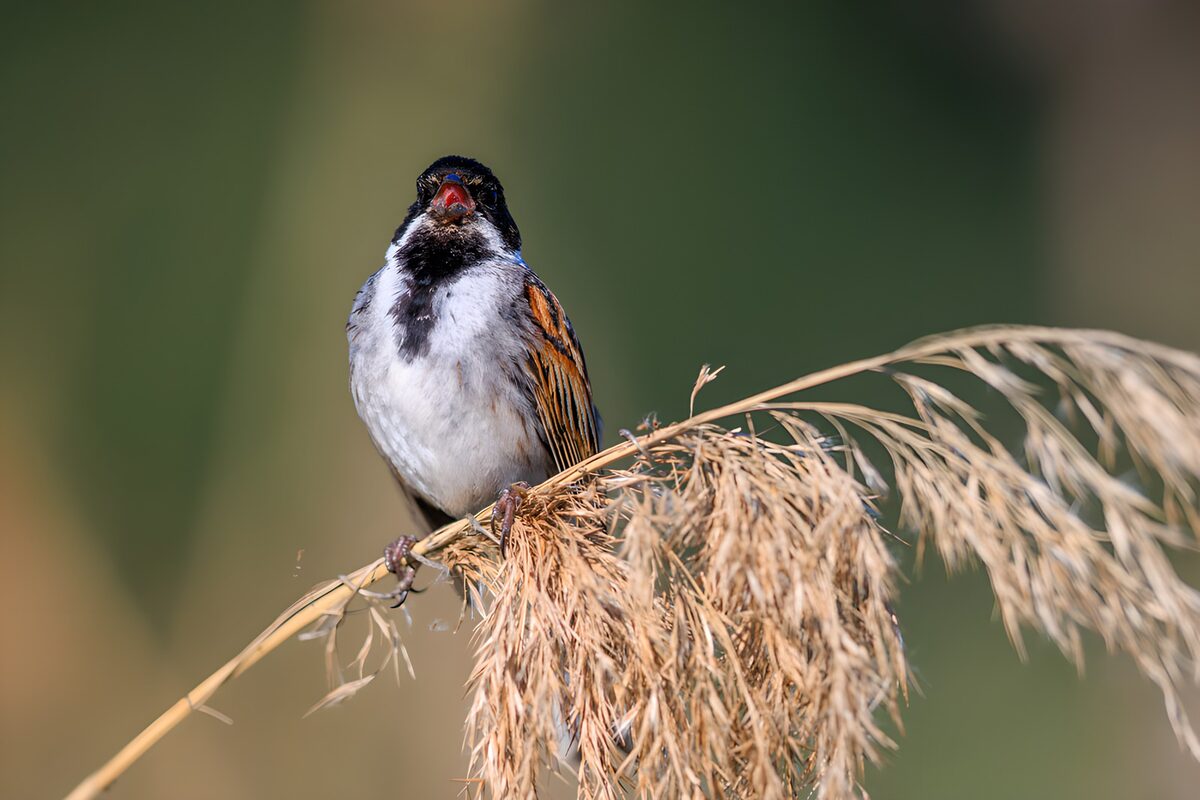 Escribano palustre sobre un junco dorado