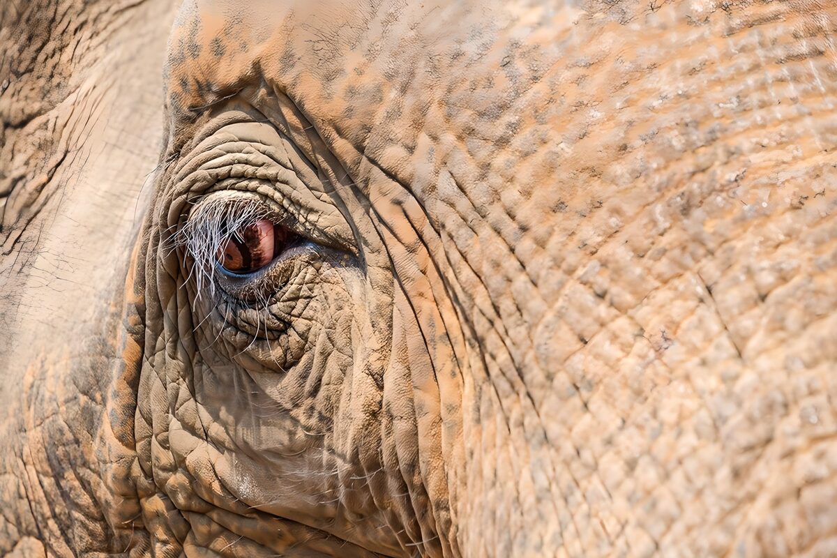 Ojo de elefante en cálido primer plano