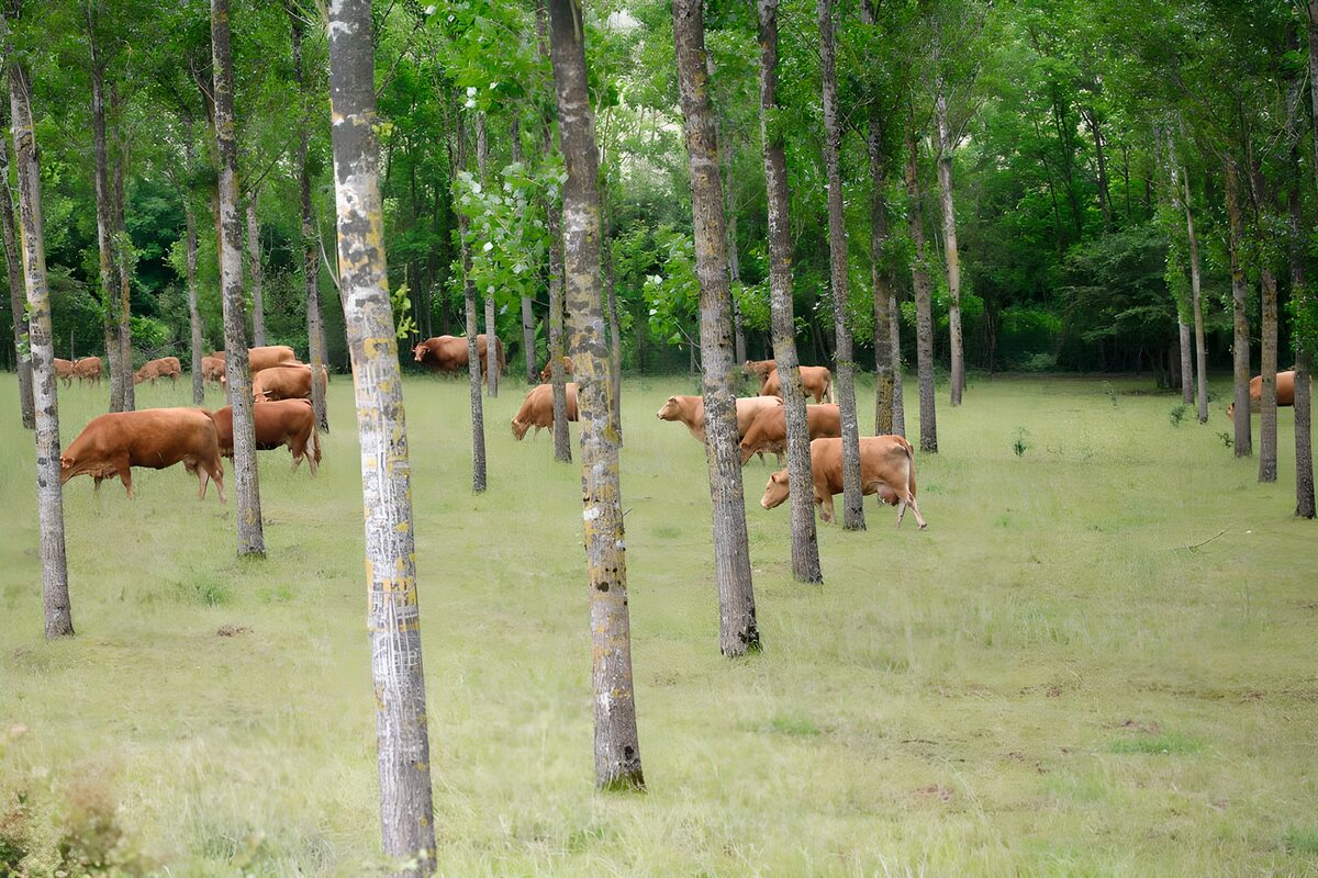 Vacas pardas pastando entre árboles