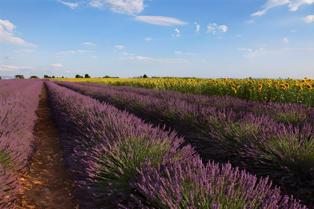 Lavanda bajo un horizonte de girasoles