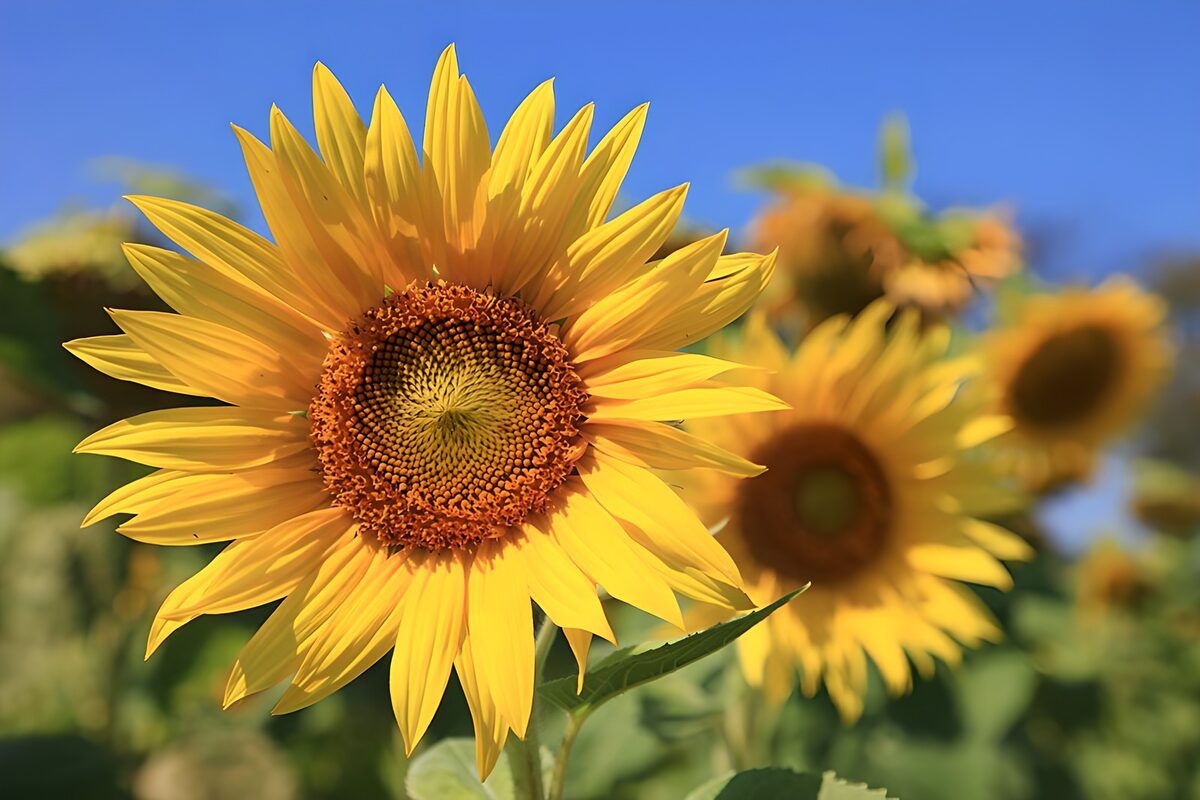 Girasoles