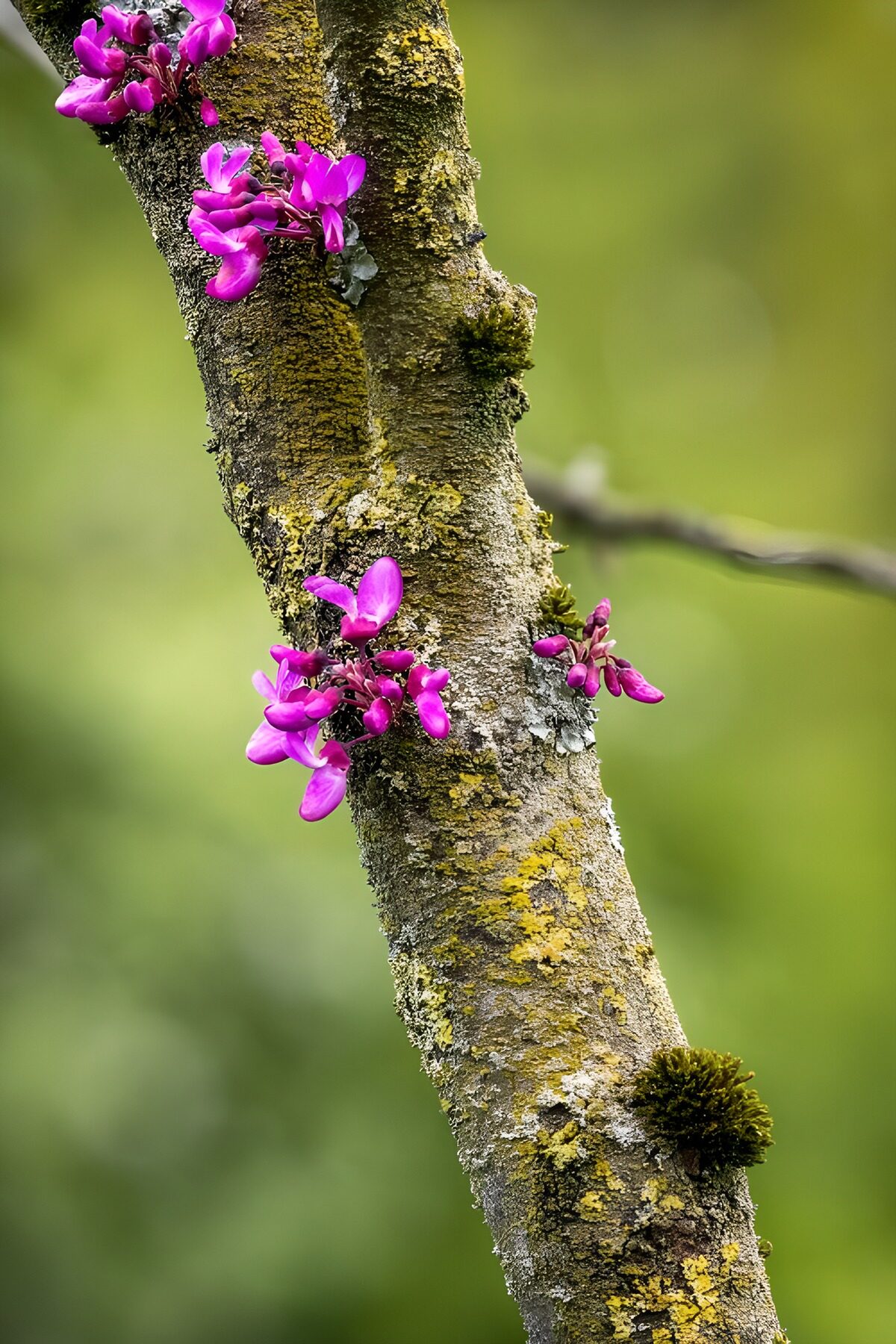 Flores rosas sobre un tronco rugoso