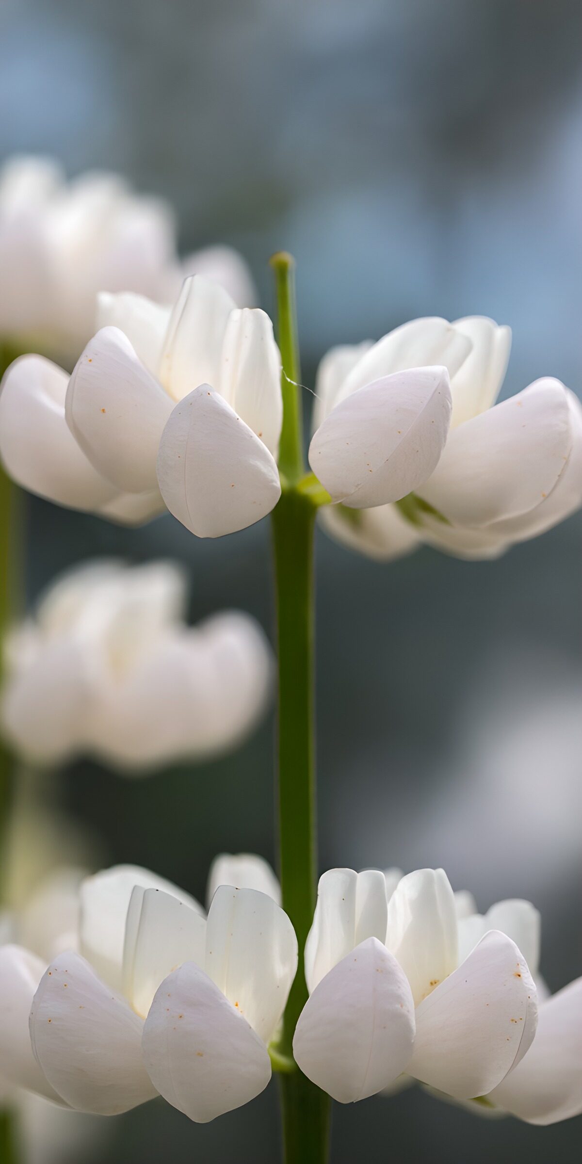 Flores blancas sobre un tallo esbelto
