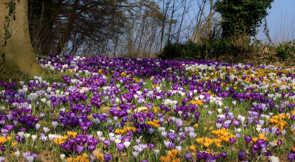 Crocus de colores al sol entre los árboles