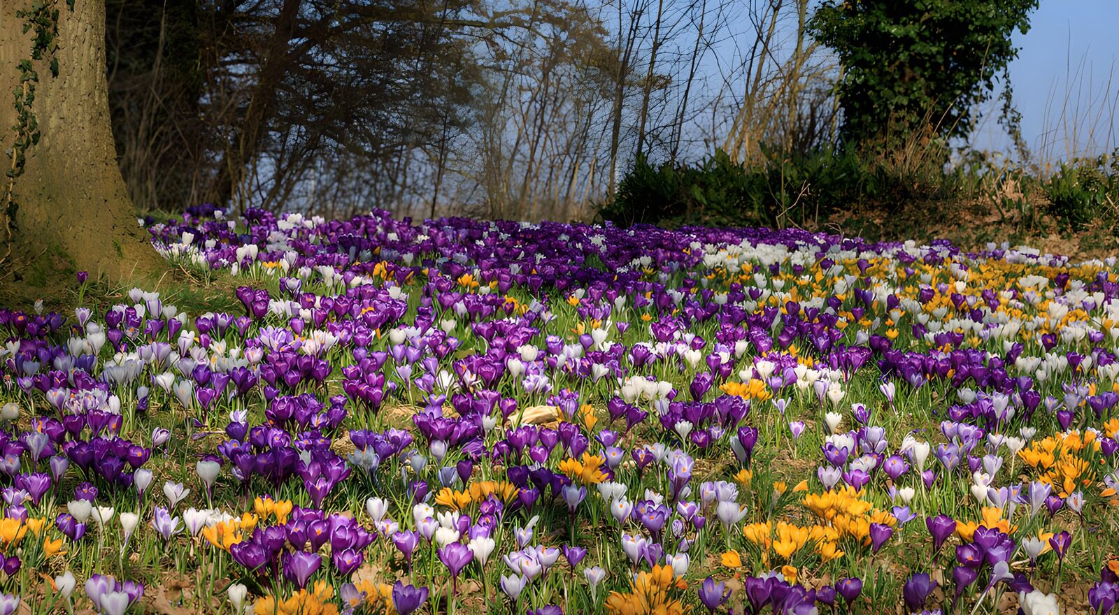 TPES27226: Crocus de colores al sol entre los árboles