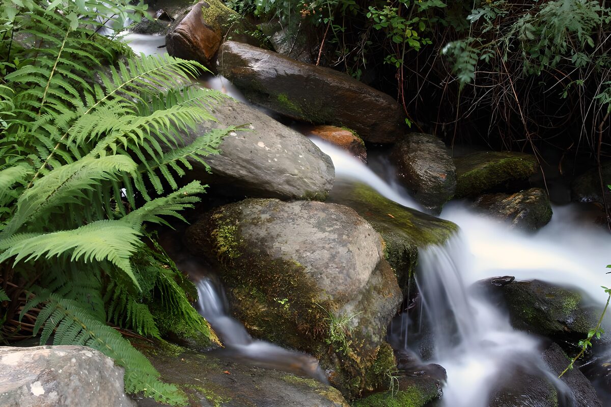 Arroyo entre rocas y helechos a la sombra