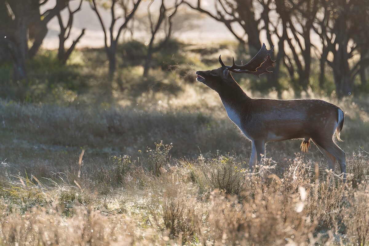 Gamo entre la hierba dorada