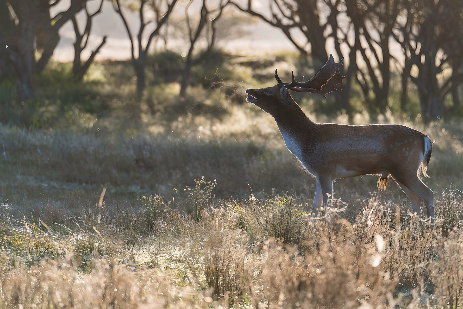 TPES93527: Gamo entre la hierba dorada