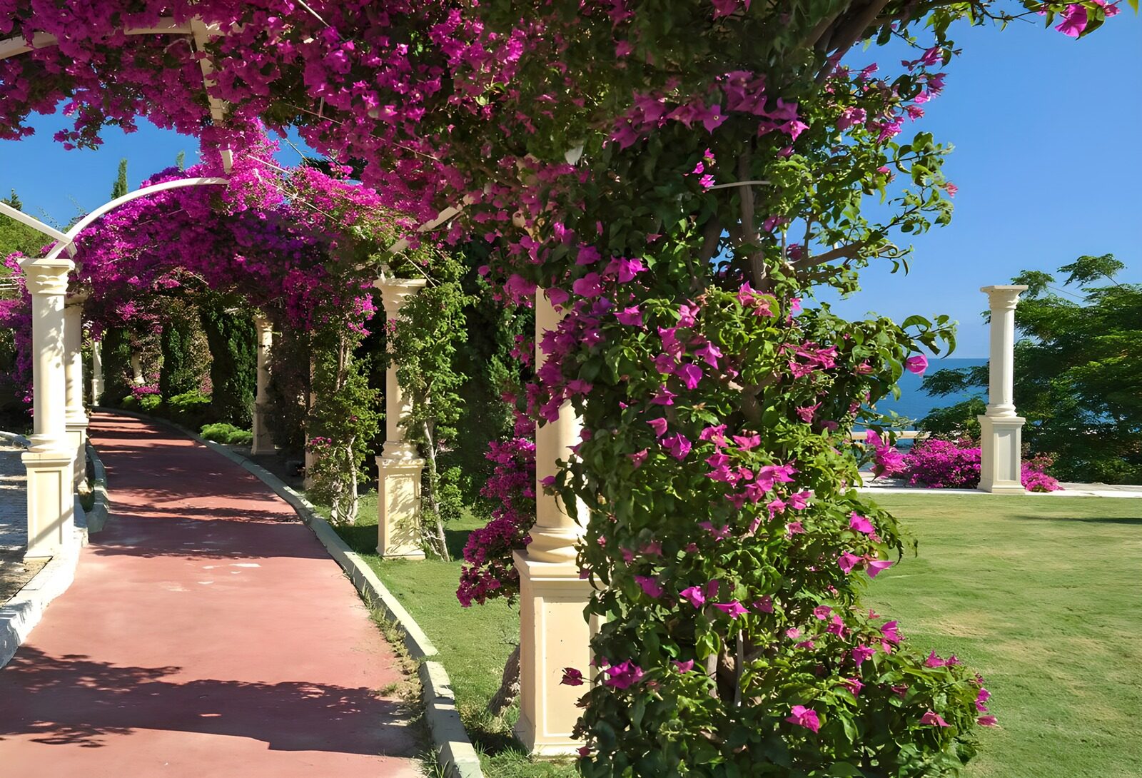 TPES78096: Sendero bajo una pérgola de buganvillas