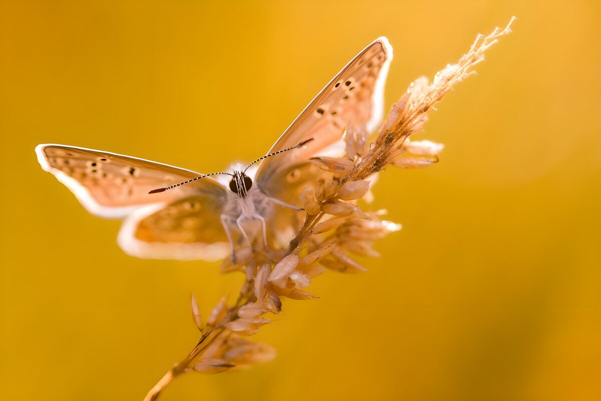 Mariposa sobre una espiga seca