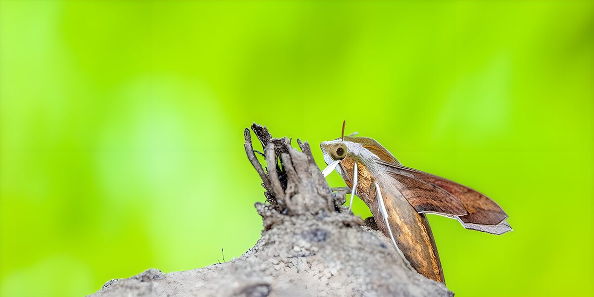Polilla marrón sobre madera quebrada