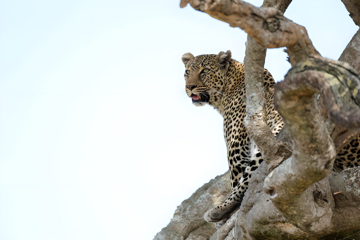 Leopardo vigilante entre ramas