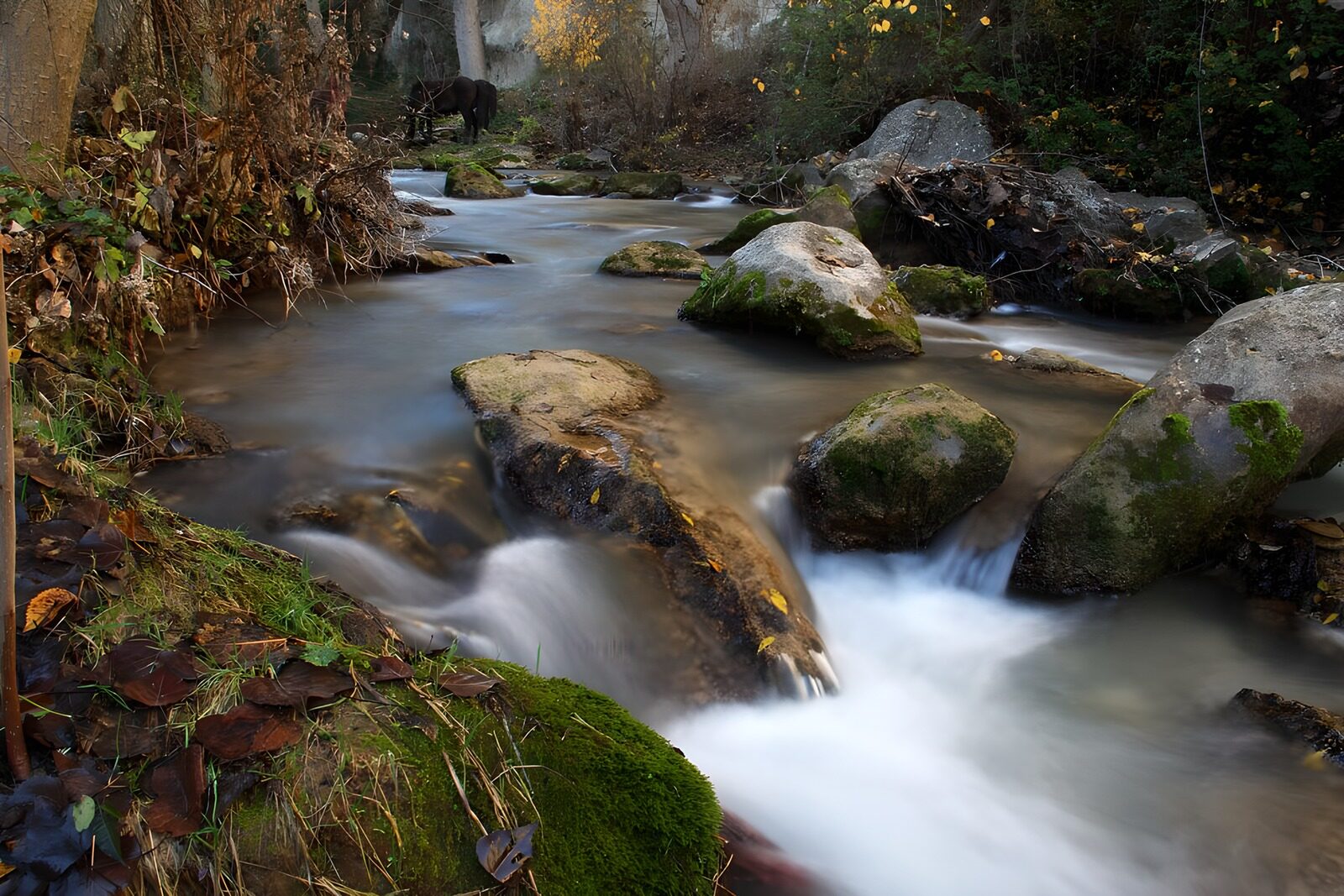 TPES47835: Arroyo entre rocas y musgo de otoño