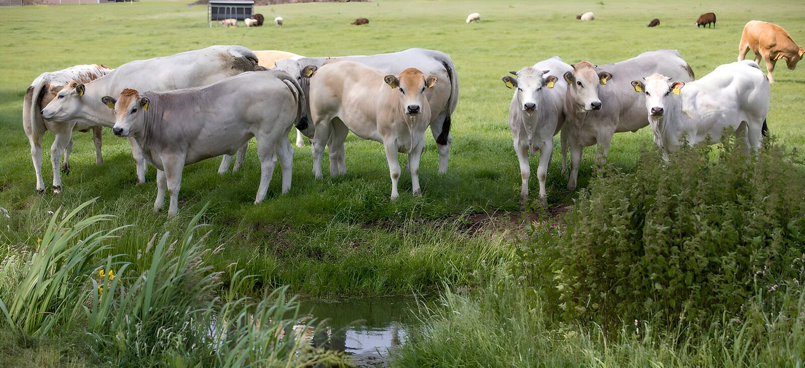 TPES11549: Vacas claras en un prado tranquilo