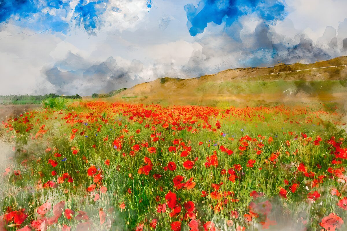 Campo de amapolas bajo un cielo azul