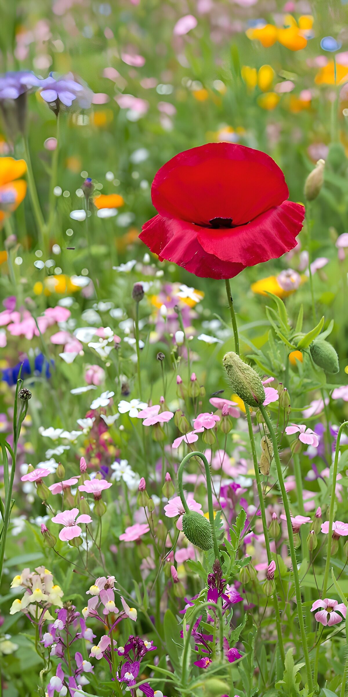 TPES95803: Amapola roja entre flores silvestres