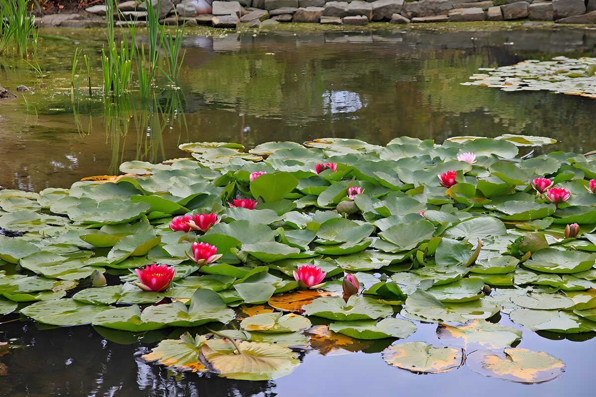 Nenúfares rosas sobre un manto verde