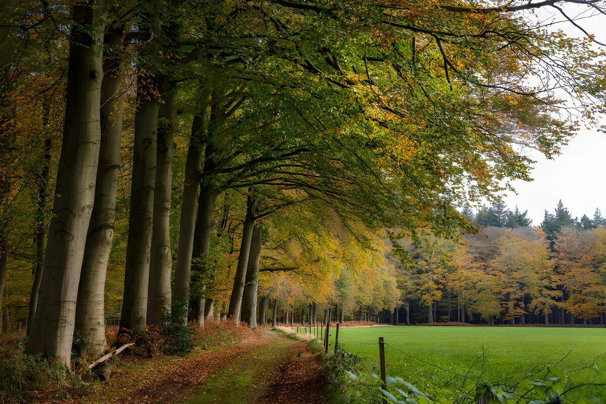 Camino de otoño entre hayas y prado