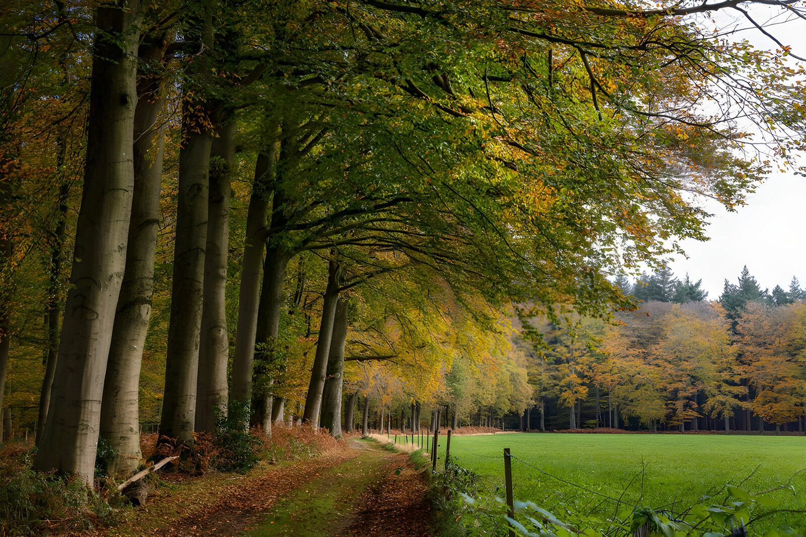 TPES52223: Camino de otoño entre hayas y prado