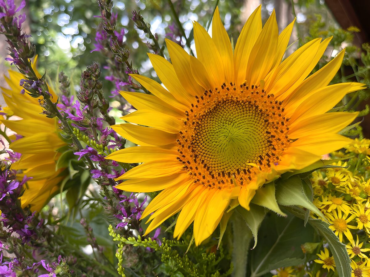 Girasol entre flores moradas de verano