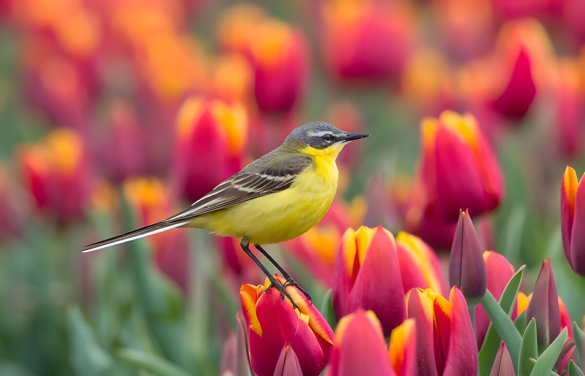 Lavandera boyera sobre un tulipán rojo