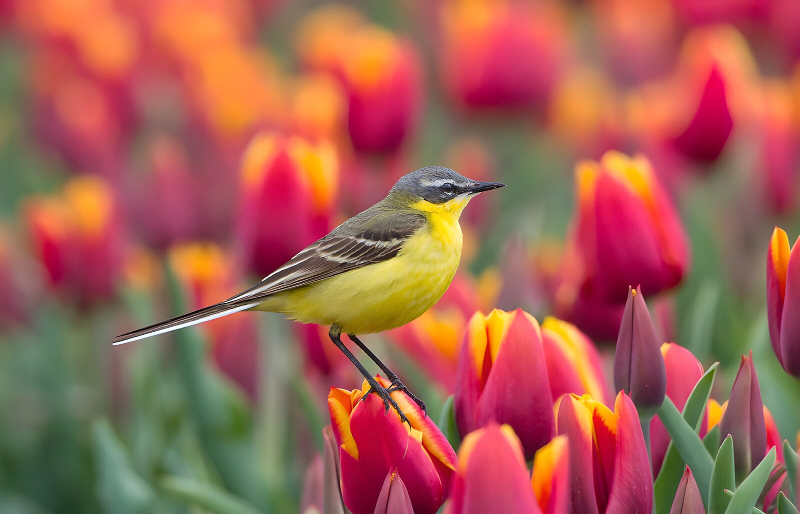 TPES96233: Lavandera boyera sobre un tulipán rojo