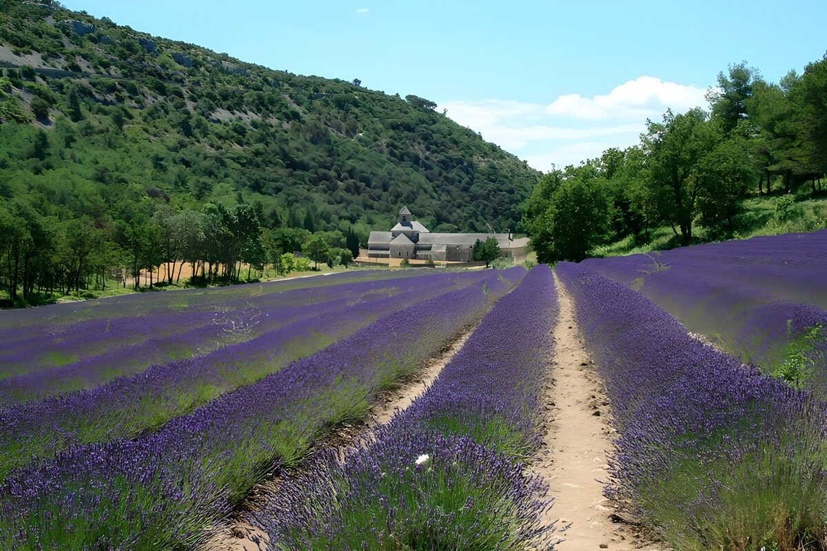 Campo de lavanda junto a la abadía