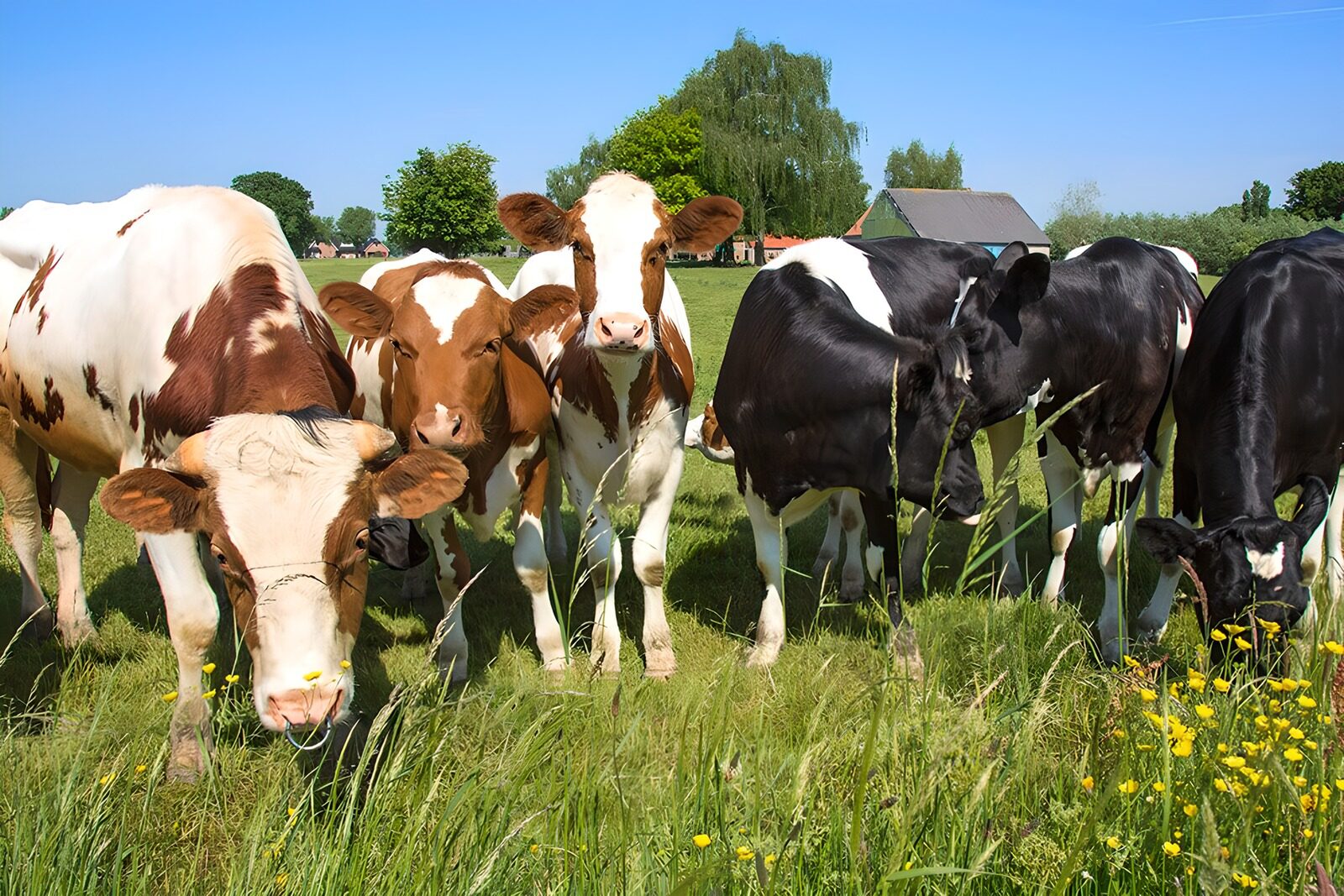 TPES61693: Vacas entre hierba y flores amarillas