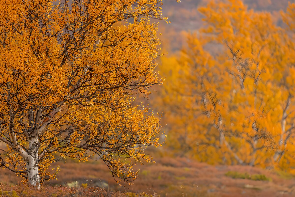 Abedul de otoño en un bosque en calma