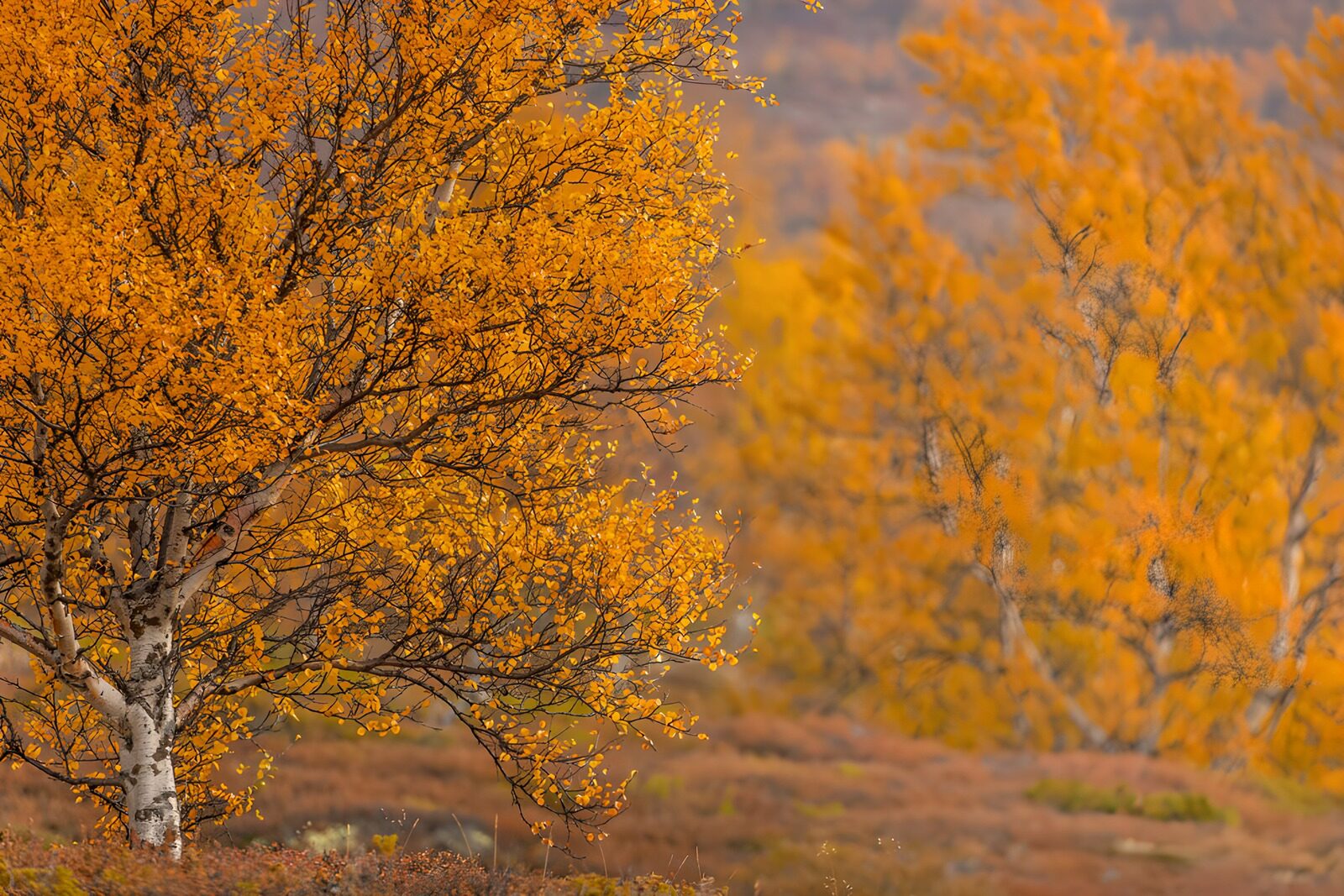 TPES26198: Abedul de otoño en un bosque en calma