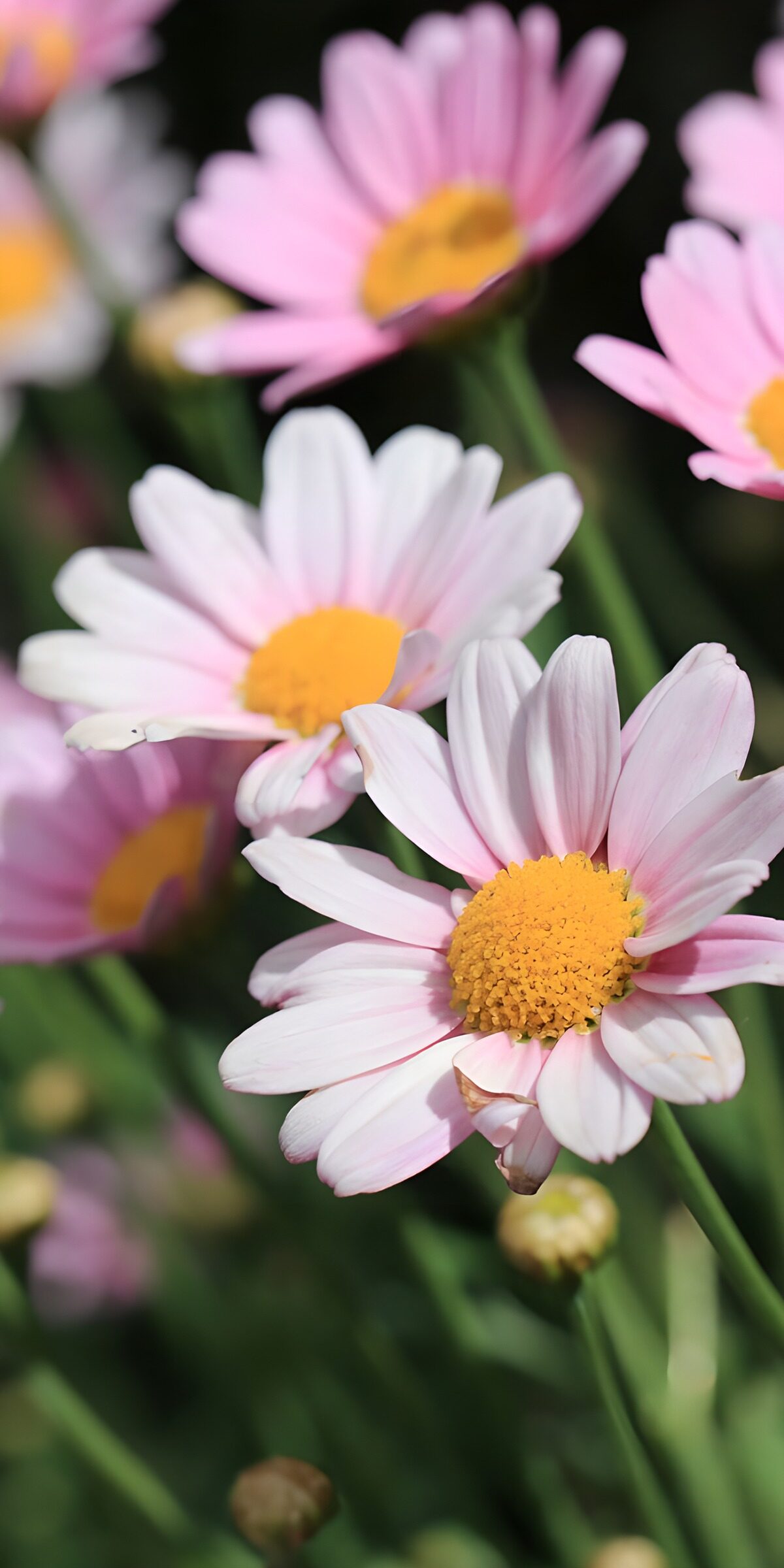 TPES16284: Margaritas rosas y blancas al sol