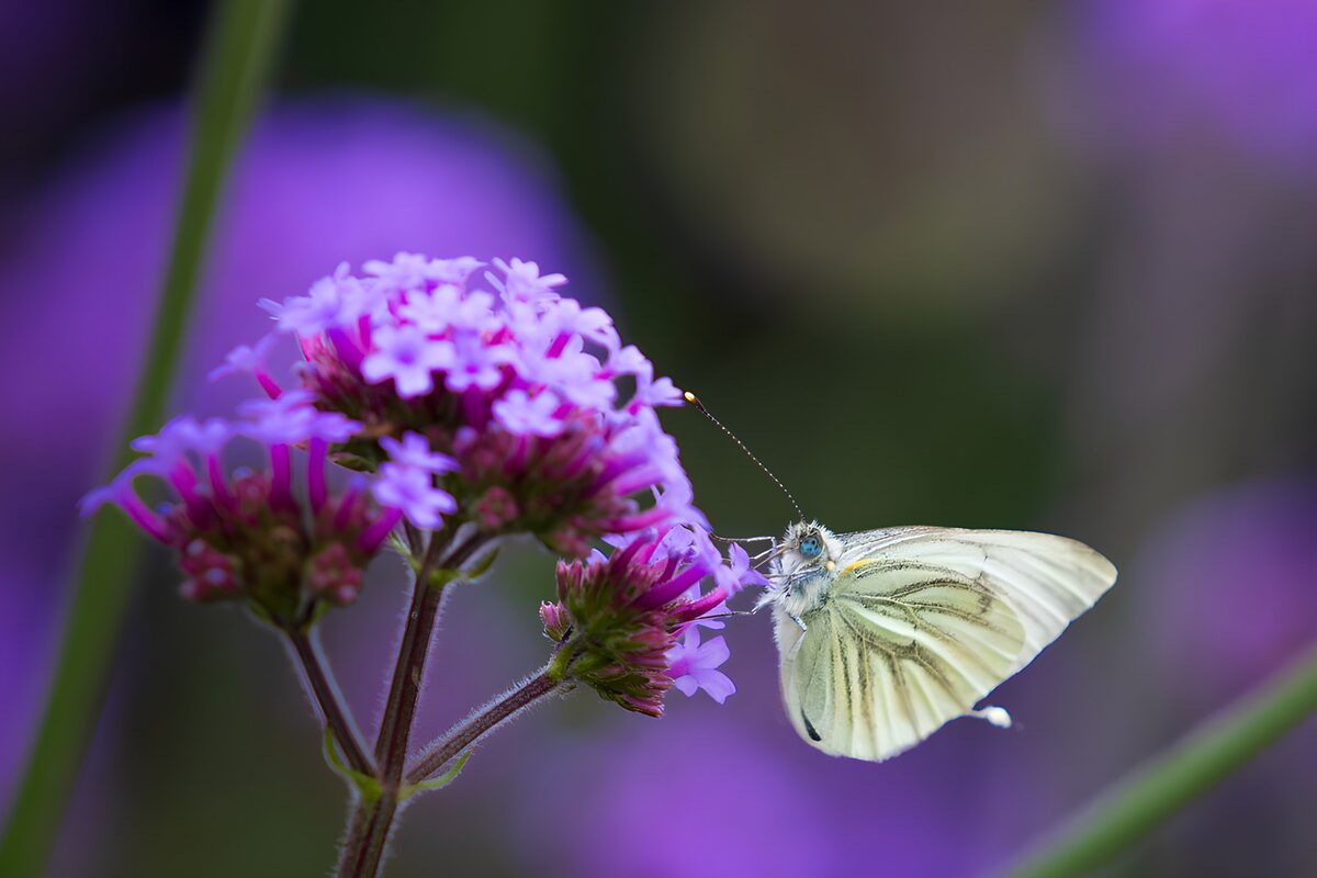 Mariposa blanca entre suaves flores moradas