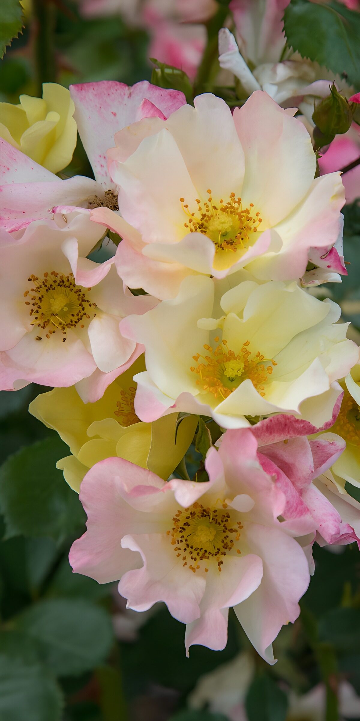 TPES52076: Rosas en rosa, crema y amarillo suave