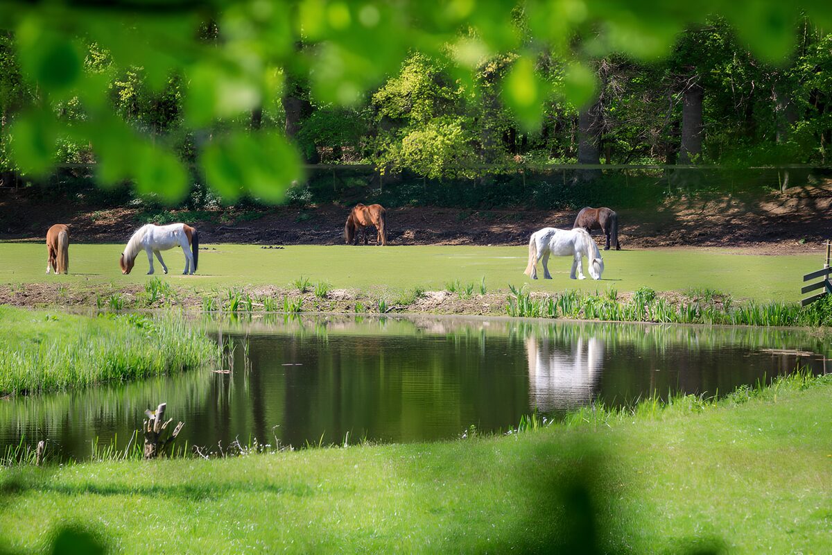 Caballos pastando junto al estanque