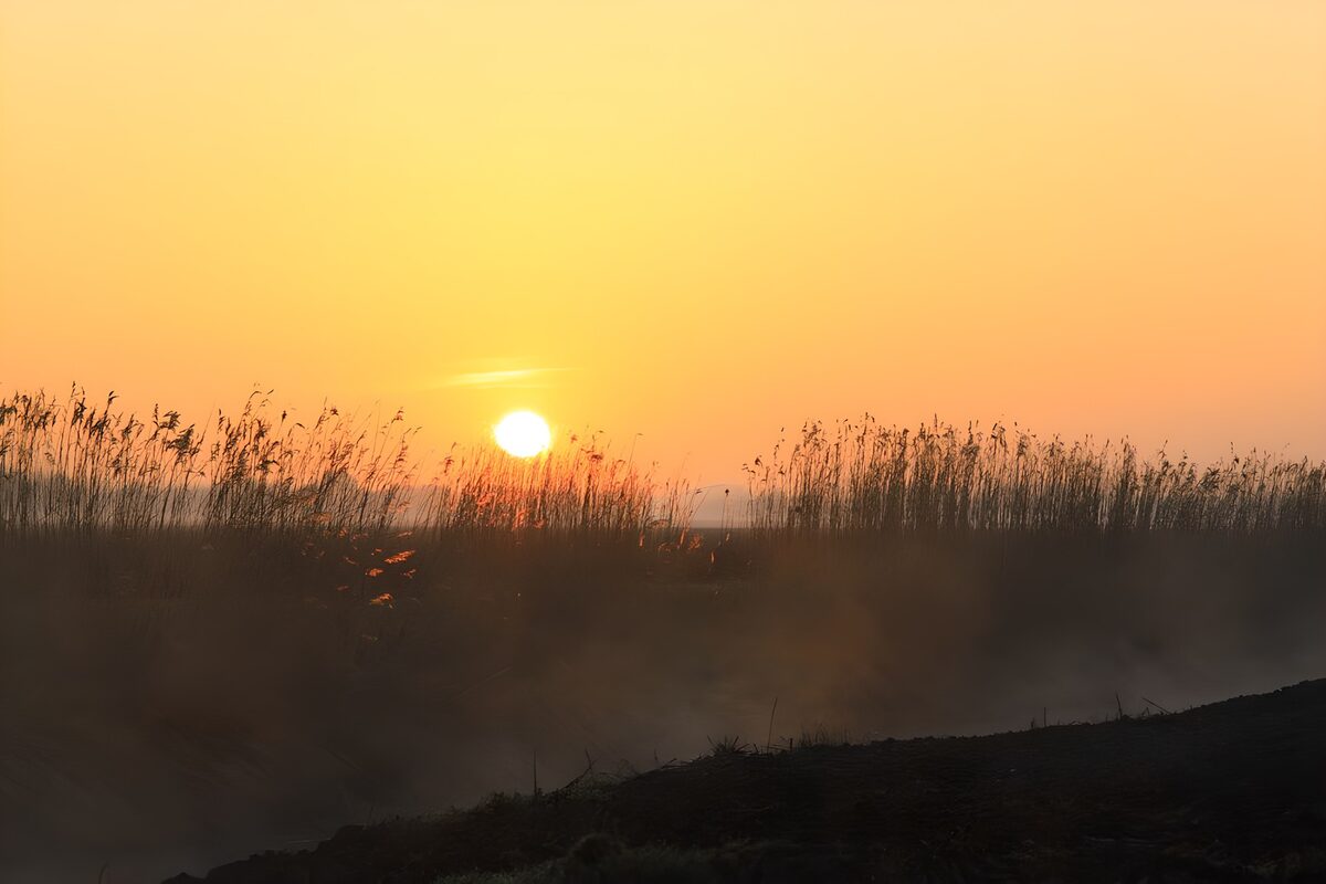 Sol bajo entre juncos y bruma