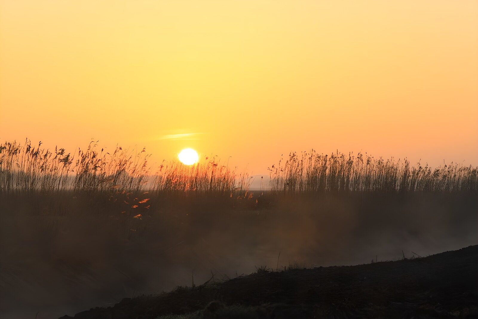 TPES74453: Sol bajo entre juncos y bruma