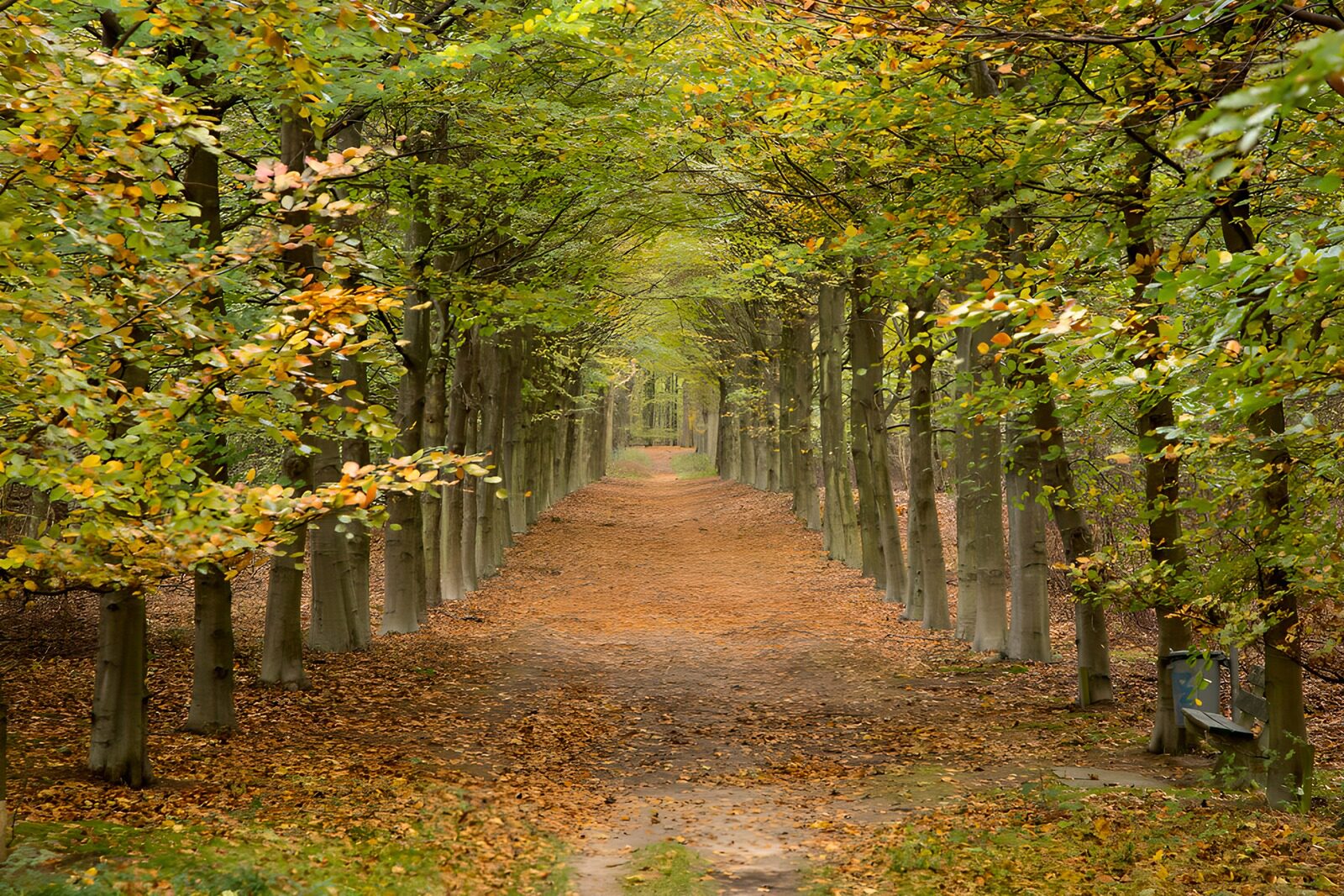 TPES91444: El otoño teje un arco sobre el camino